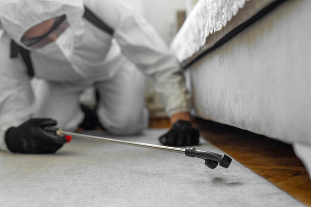 Professional Bed Bug Control technician working in Bridgeport, OH